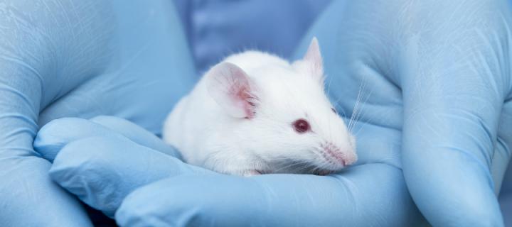 Lab mouse sitting on a gloved hand