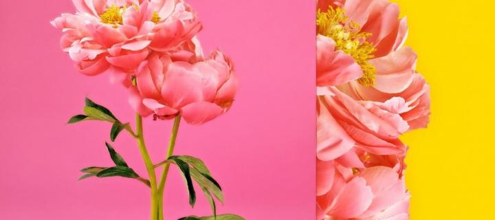 Picture of a pink rose against a pink background, with a close up to the right against a yellow background