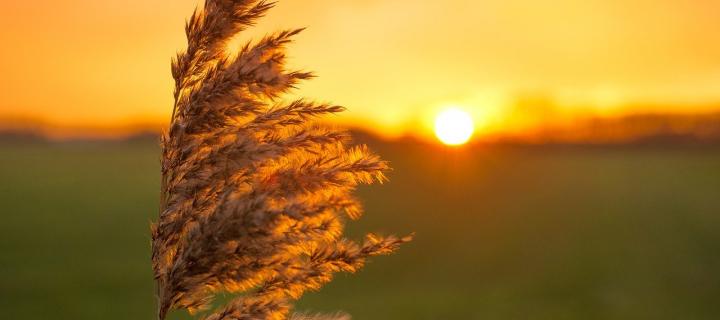 Photograph of tall grass blowing in the wind. In the background is a green field and beyond that the sun is setting. The sky is 