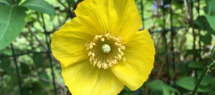 Photograph of a yellow poppy surrounded by green foliage 