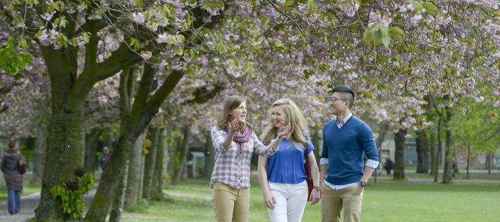 Students walk through the meadows park chatting. They are underneath cherry trees in blossom.