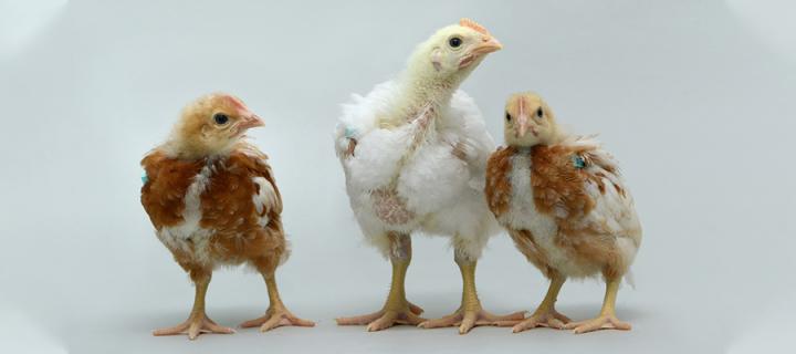 Three Chicks_Woodcock_PNAS 900x400