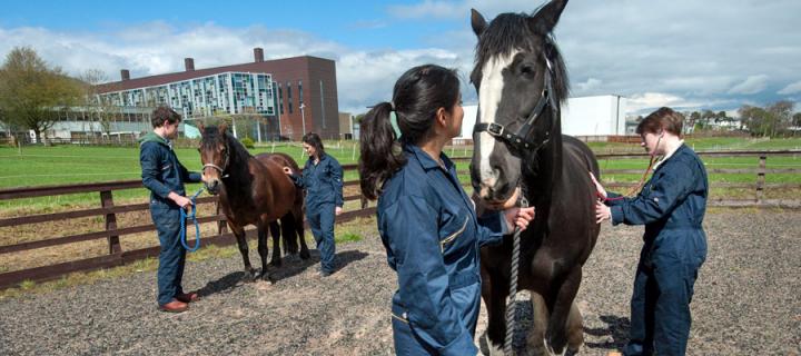Vet students with horses in front of The Roslin Institute 