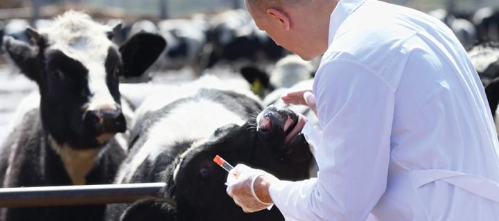 veterinarian inspecting cows at a farm