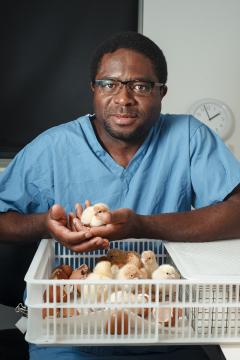 Appolinaire Djikeng holding chicks