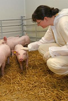 Researcher with piglets