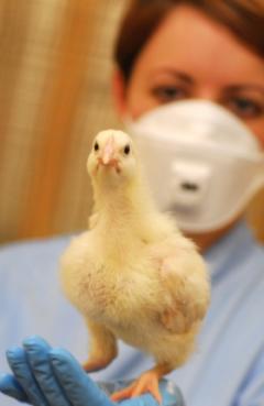 Scientist holding chick