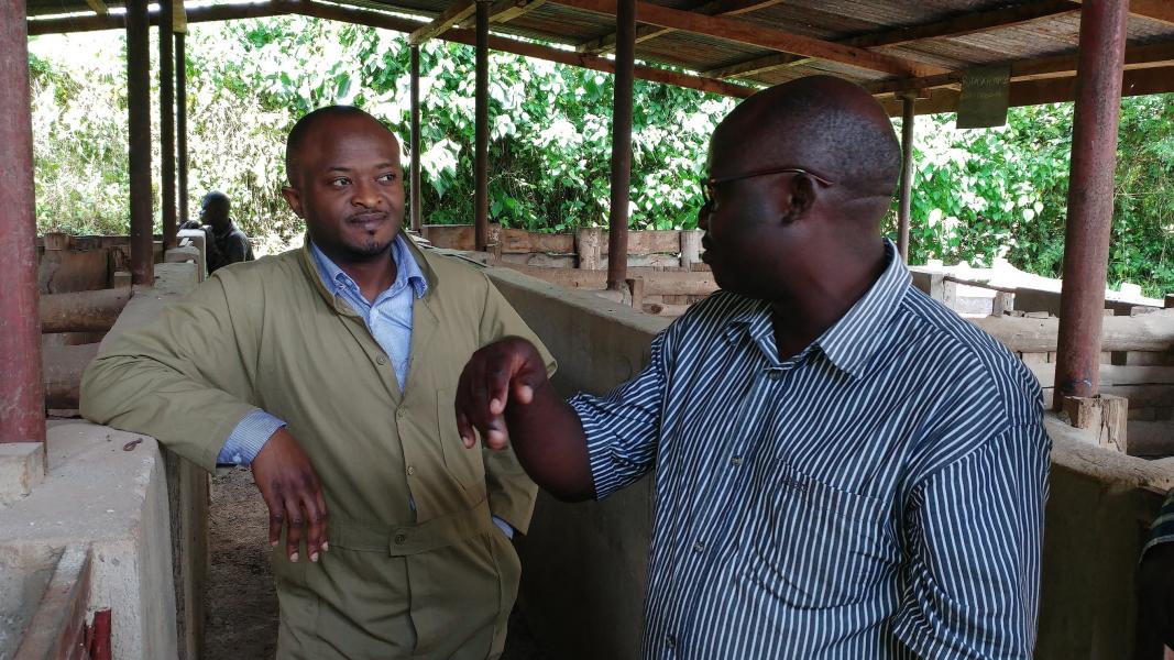 Roslin scientist Dr Adrian Muwonge at an Ugandan pig farm.