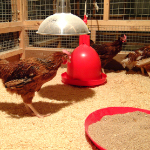 Chickens with food