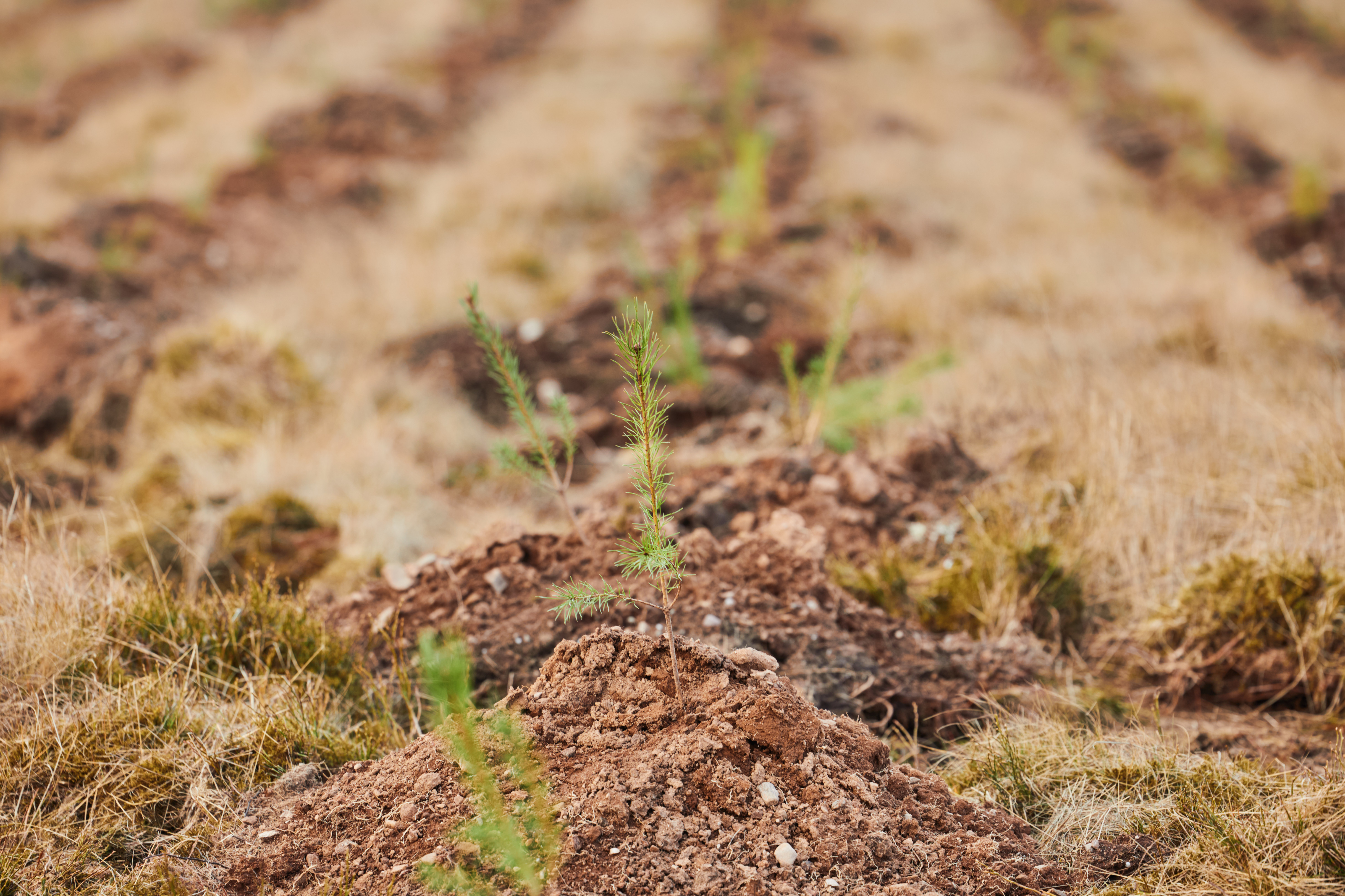 First trees planted on hillsides as major climate project takes root ...