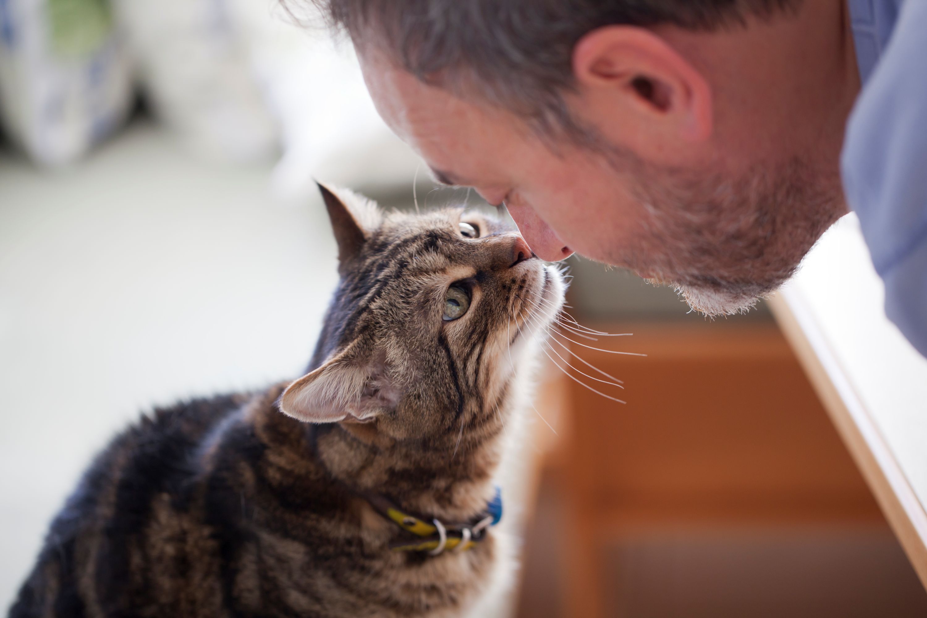 Cats with dementia share hallmarks of Alzheimer’s News The