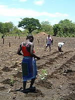 Pigeon pea intercropping by villagers in N'hambita