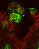 Microscopic image of the formation of blood stem cells (in green) in the dorsal aorta (in red) 