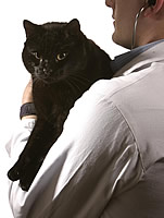 Veterinary student holding a cat