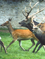 hybrid female, red stag, sika stag