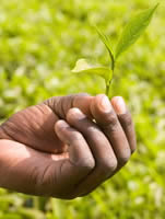 Tea grown on a Fairtrade farm in Uganda