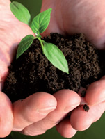 Hands holding a seedling in soil