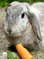 Grey rabbit