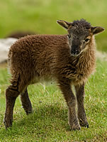Soay sheep