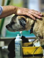 A vet treating a pet dog at the Small Animal Practice