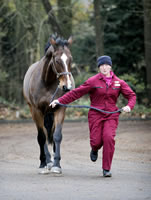 A horse being put through its paces at the Equine Hospital.