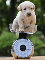 Puppy on set of scales