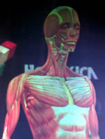 A full colour, animated 3D hologram of the human body
