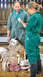 Two vets standing above a white sheep and her lambs