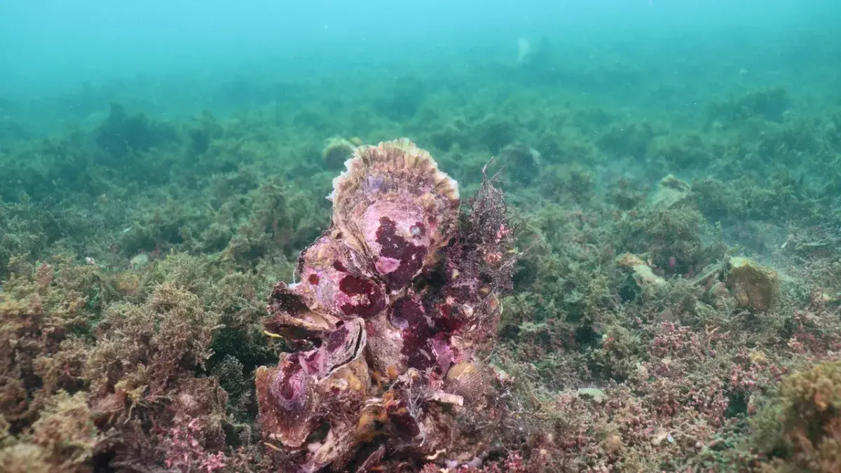 Oysters on seabed