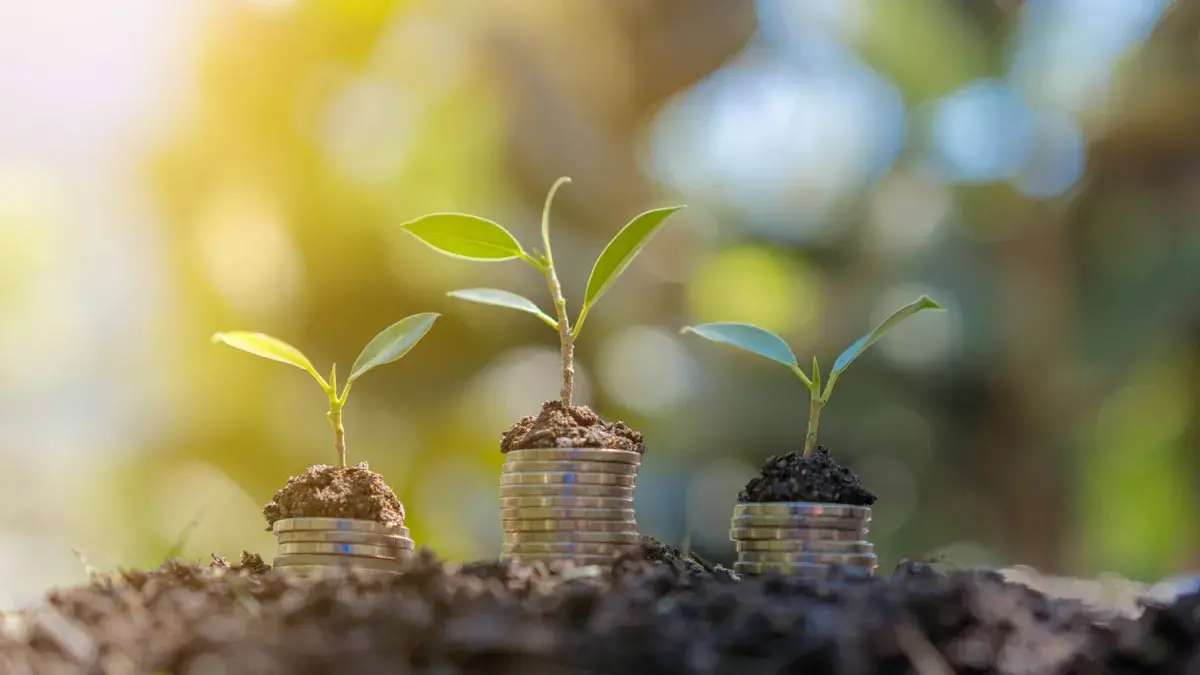 Money coins stacked under planted saplings