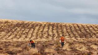 Two workmen plant hundreds of tree saplings at the University's land at Drumbrae, Stirlingshire
