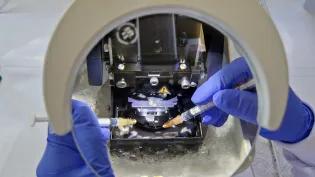 Looking at human brain tissue through a magnifying glass in a laboratory