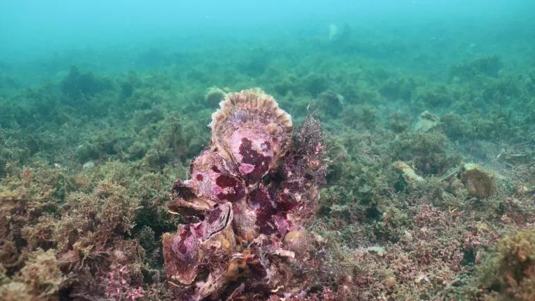 Oysters on seabed