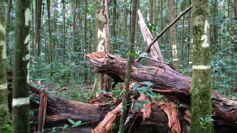 View through Australia’s relict tropical rainforest