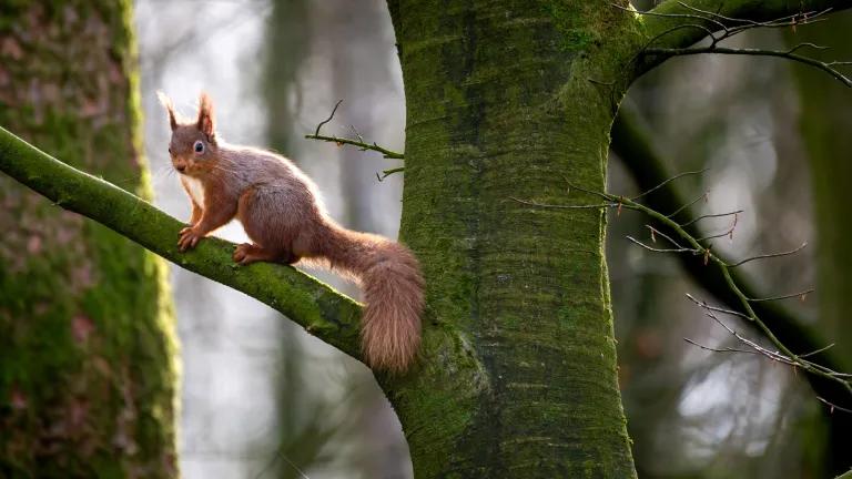 Red squirrel standing on the branch of a tree in Scottish woodland