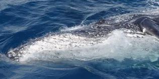 Humpback whale off the coast of Queensland