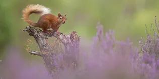 Red squirrel sitting on a tree stump with heather in the foreground