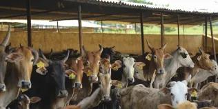 Cattle pictured under shelter with yellow tags in ears