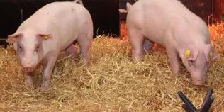 Two gene-edited pigs resistant to classical swine fever