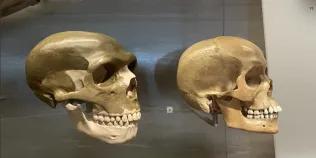 A human and a Neanderthal skull pictured at the National Museum of Scotland