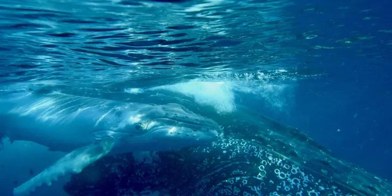 Humpback whale 