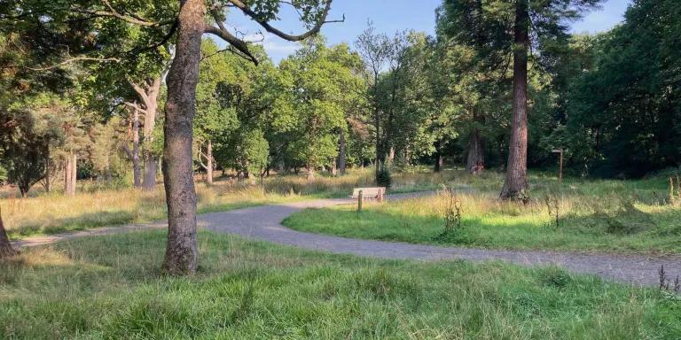 Image of trees and grass as part of an inner city woodland area
