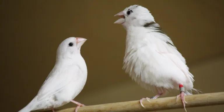 Image of two white small birds facing each other