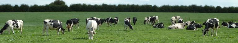 Dairy Herd Health and Productivity Service