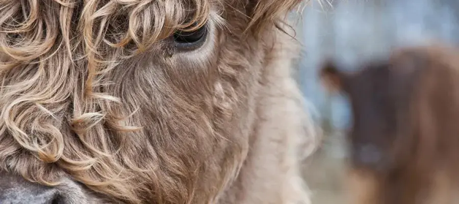 Extreme close up of Highland cow