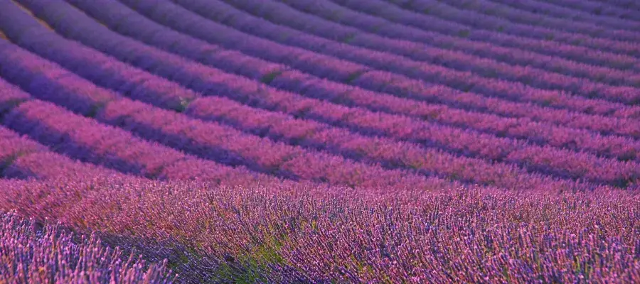 Lavender field