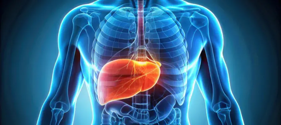 Close-up of a medical showing fatty liver disease, liver, health, medical, disease,close-up,treatment, diagnosis. AI generated.