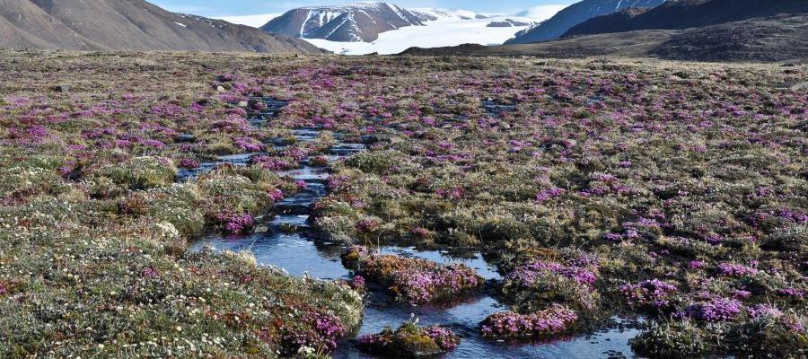 Tundra plants can eek out an existence in the very short summers of the Canadian High Arctic such as here on Ellesmere Island, Nunavut. Credit- Anne Bjorkman