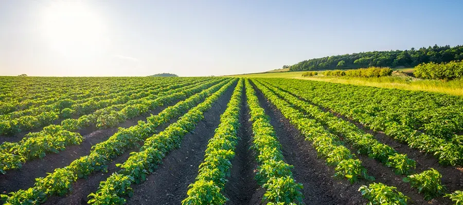 feild with rows of potato plants