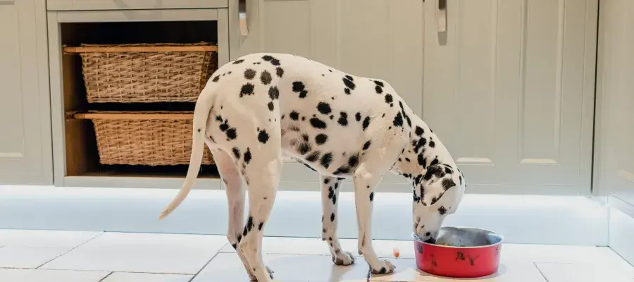 Dalmatian dog eating dinner in the family kitchen